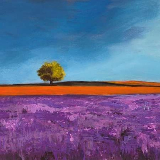 Field of Lavender Poster Print by Philip Bloom-VARPDX1PB442 Image 1