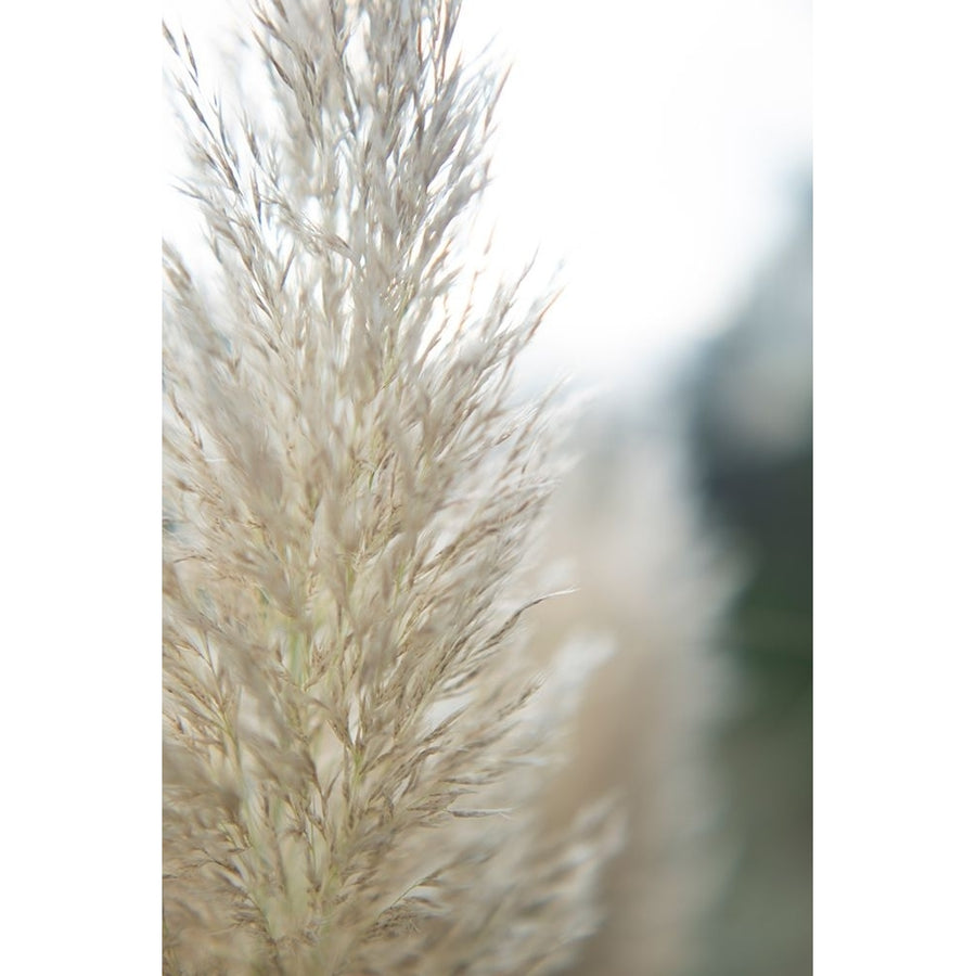 Subtle Grasses IV Poster Print - Jason Johnson-VARPDX201124Z Image 1