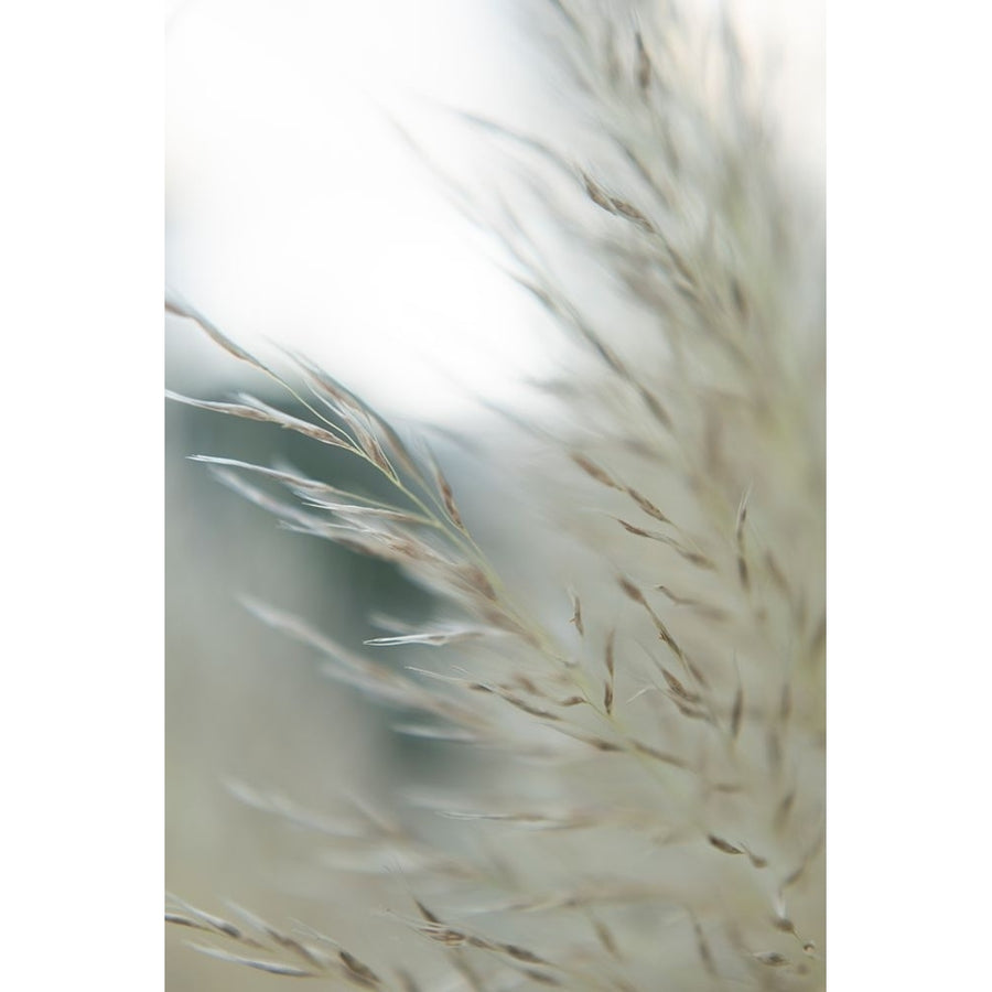 Subtle Grasses II Poster Print - Jason Johnson-VARPDX201122Z Image 1