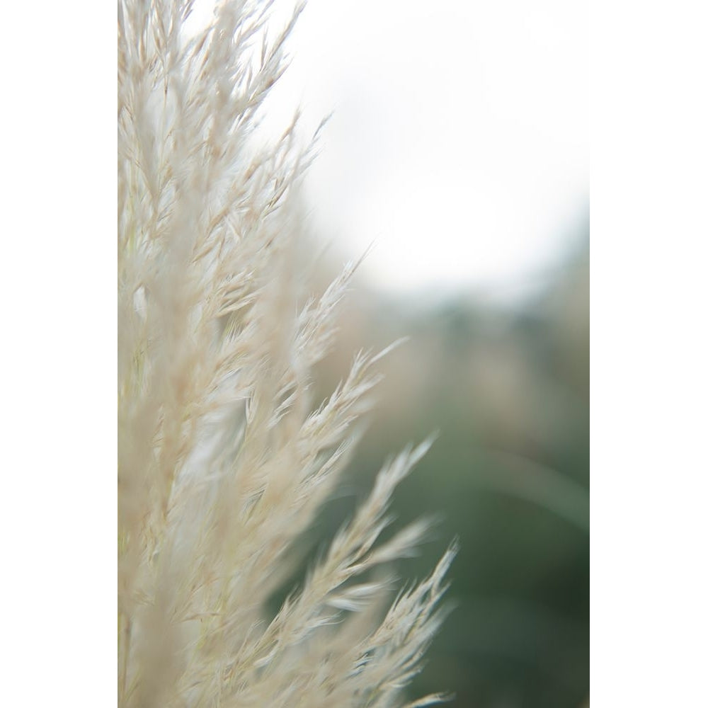 Subtle Grasses I Poster Print - Jason Johnson-VARPDX201121Z Image 1