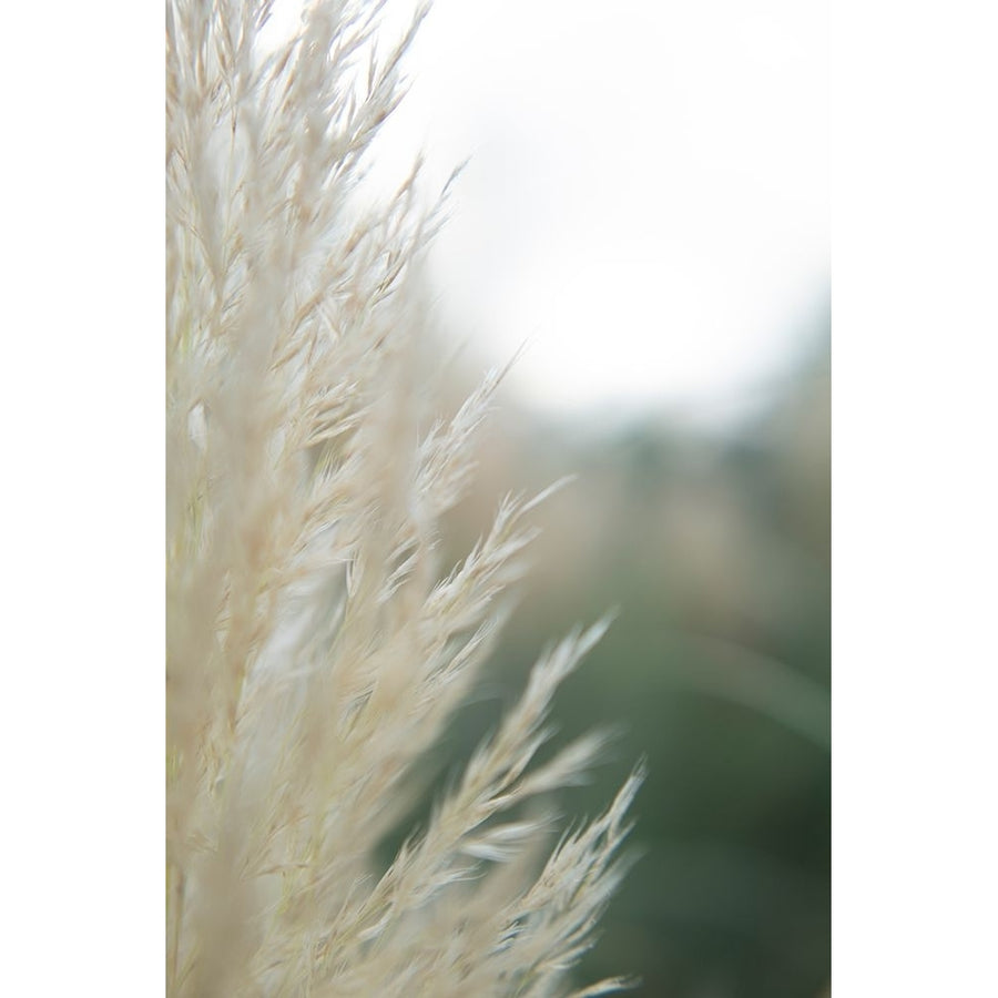 Subtle Grasses I Poster Print - Jason Johnson-VARPDX201121Z Image 1