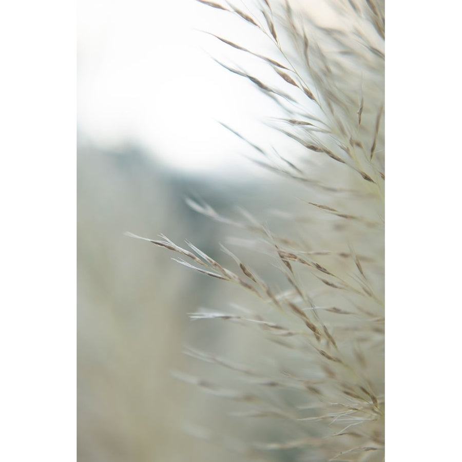 Subtle Grasses III Poster Print - Jason Johnson-VARPDX201123Z Image 1