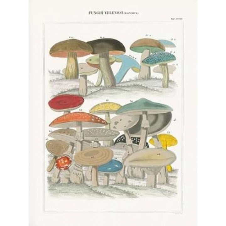 Funghi Italiani II Poster Print by Wild Apple Portfolio-VARPDX20116 Image 1