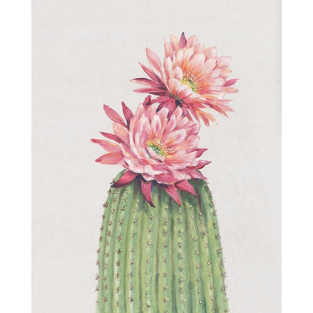 Cactus Blossom II Poster Print - Tim OToole-VARPDX201388Z Image 1