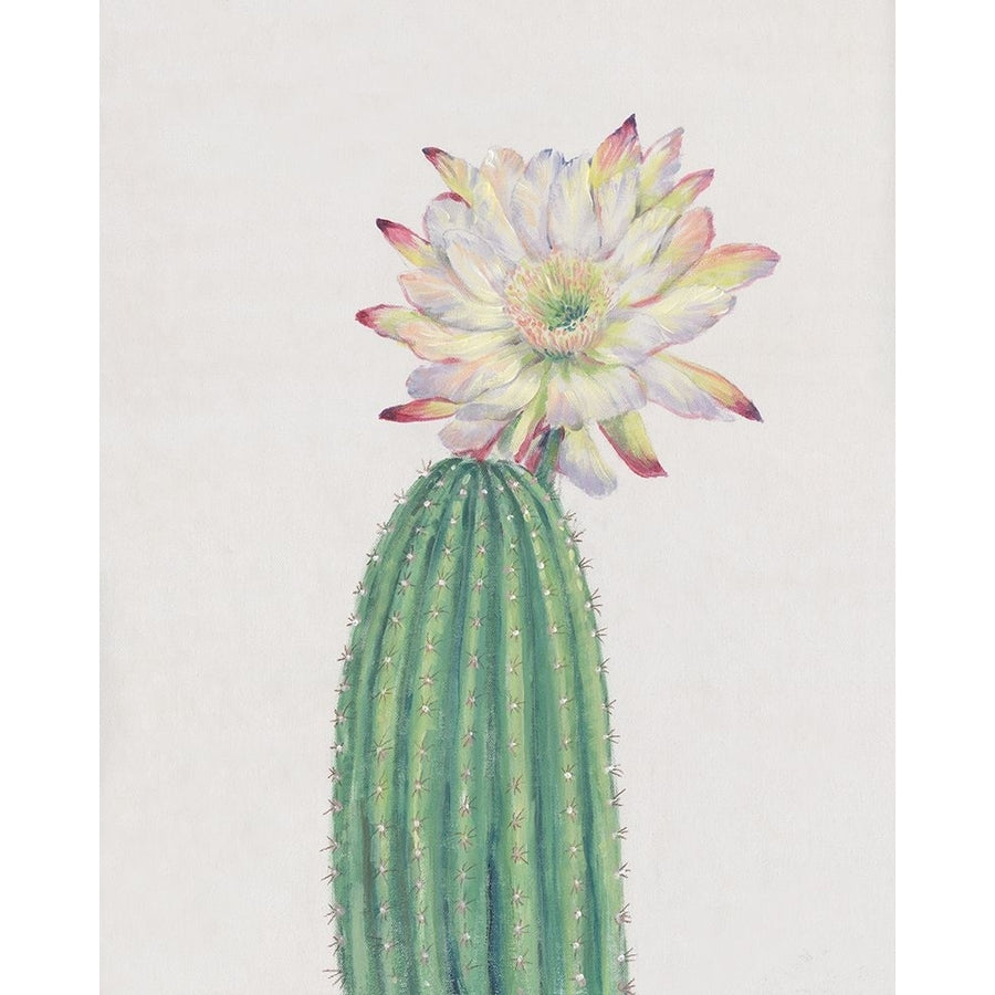 Cactus Blossom I Poster Print - Tim OToole-VARPDX201387Z Image 1