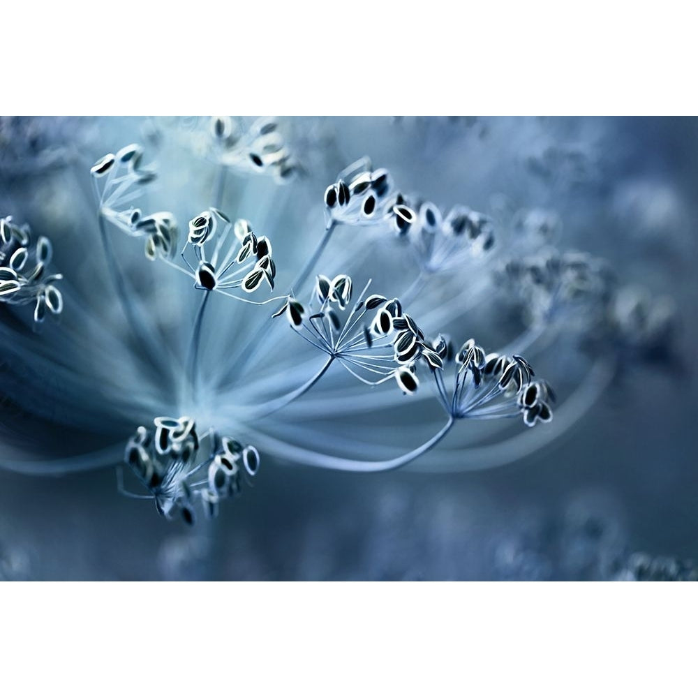 Dill Poster Print - Mandy Disher-VARPDX2015936 Image 1