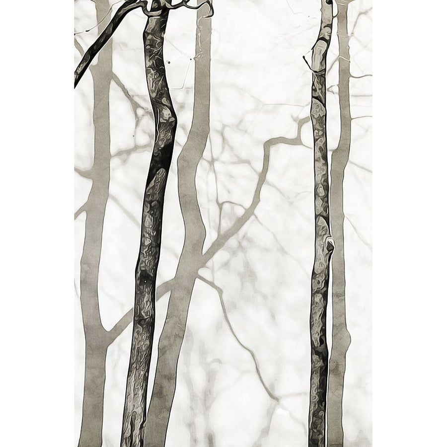 Shadowed Tree Trunks II Poster Print - Ashley Aldridge-VARPDX201702Z Image 1