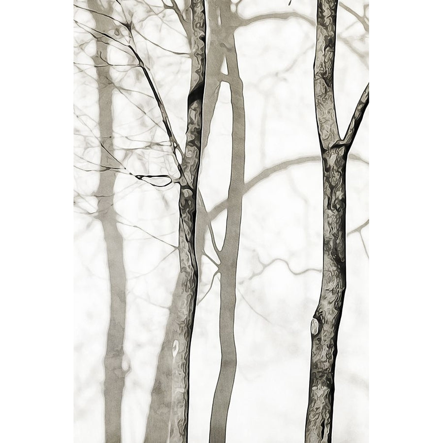 Shadowed Tree Trunks I Poster Print - Ashley Aldridge-VARPDX201701Z Image 1