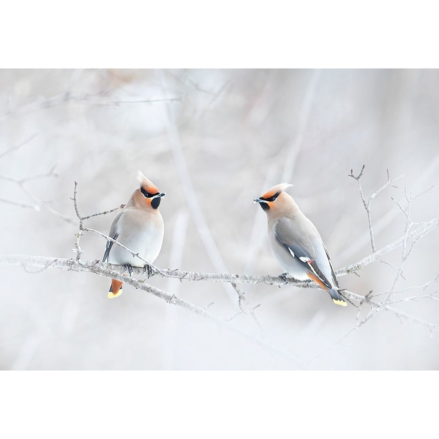 Bohemian Waxwings Poster Print - Jim Cumming-VARPDX2020479 Image 1