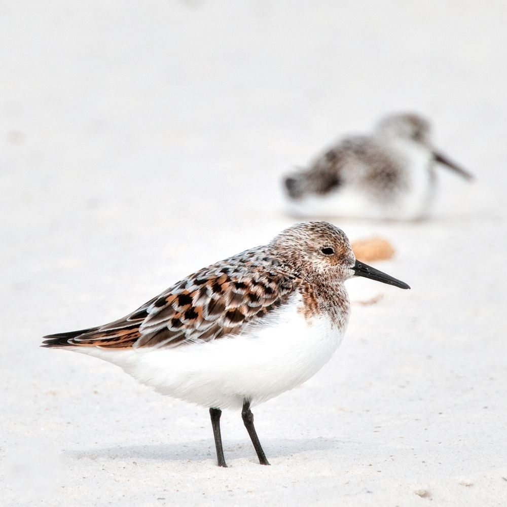 Sandpipers Poster Print - Danny Head-VARPDX202107 Image 1