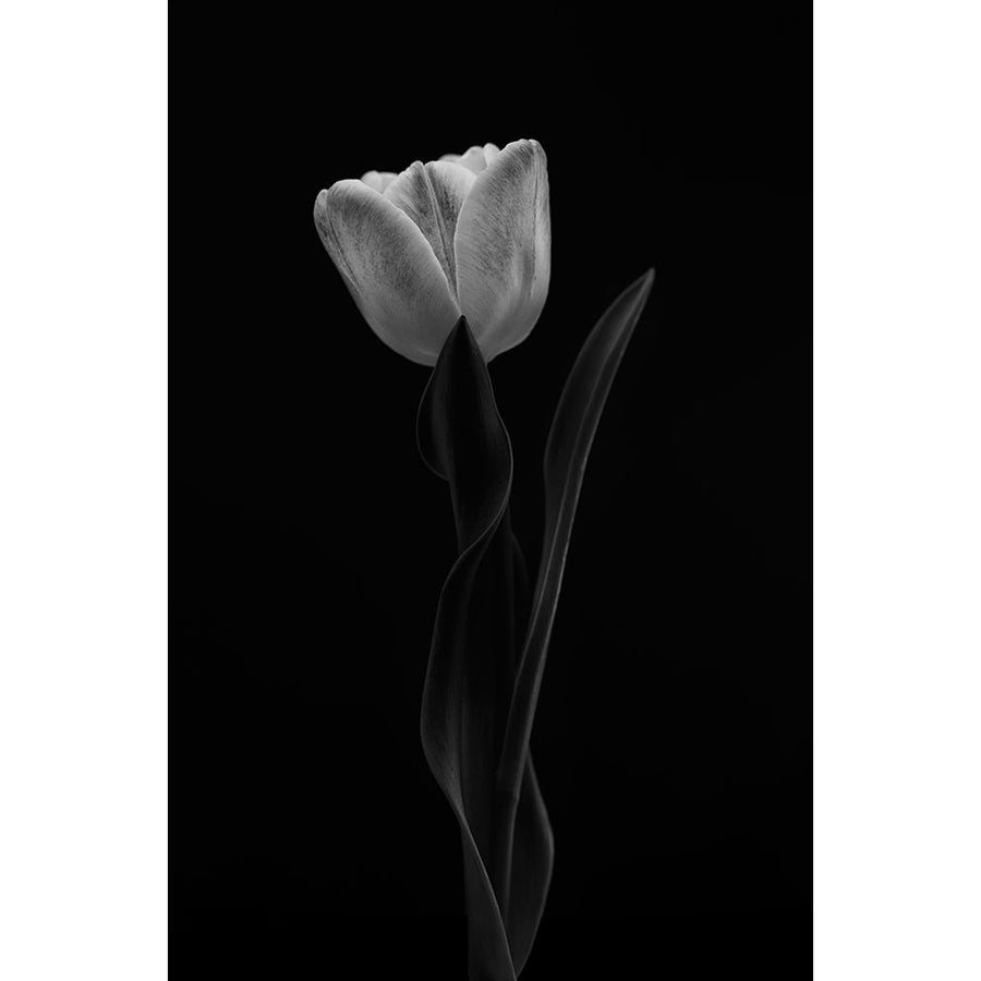 Tulip Poster Print - Lotte Gronkjar-VARPDX2021229 Image 1