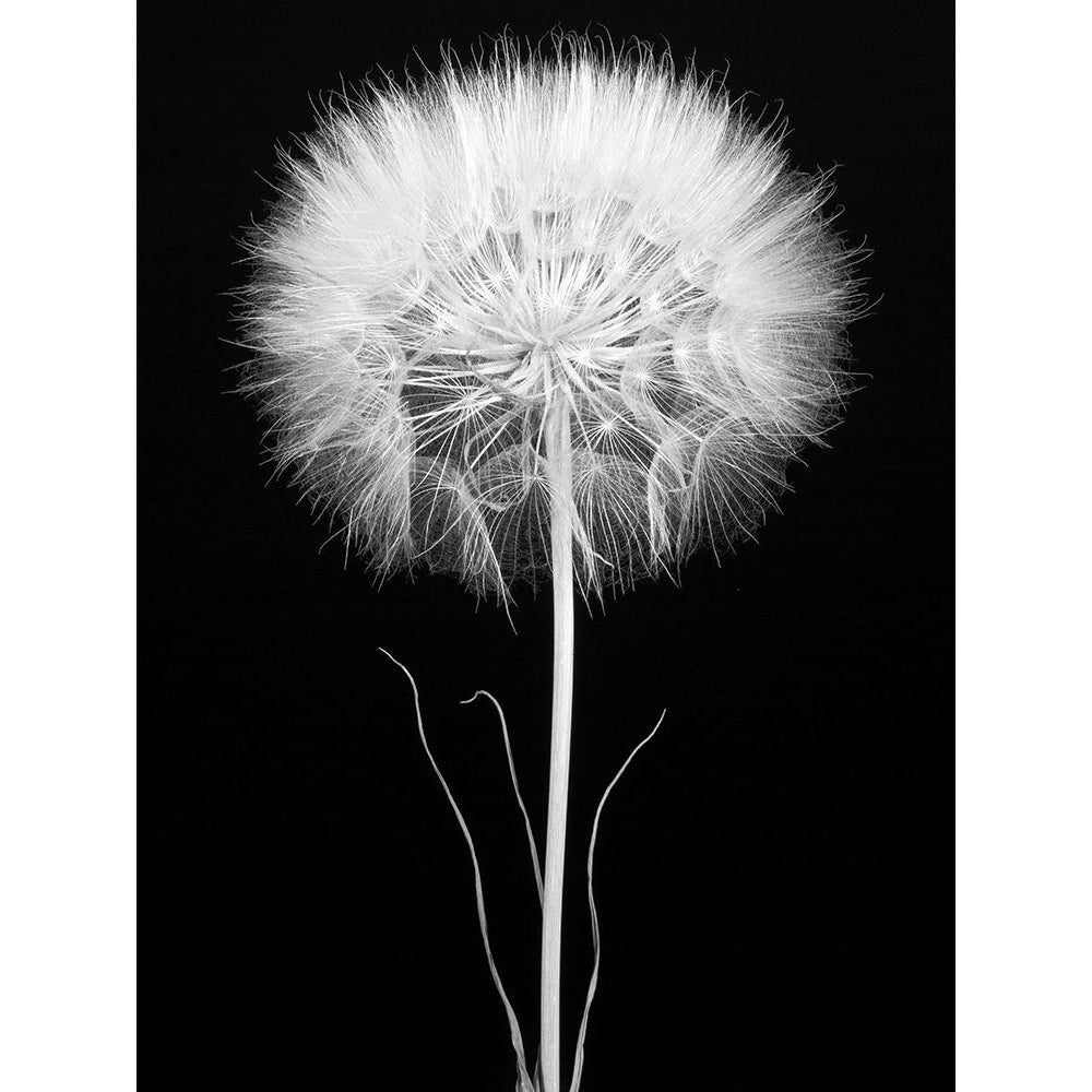 Salsify Poster Print - Berry Rosenthal-VARPDX202115Z Image 1