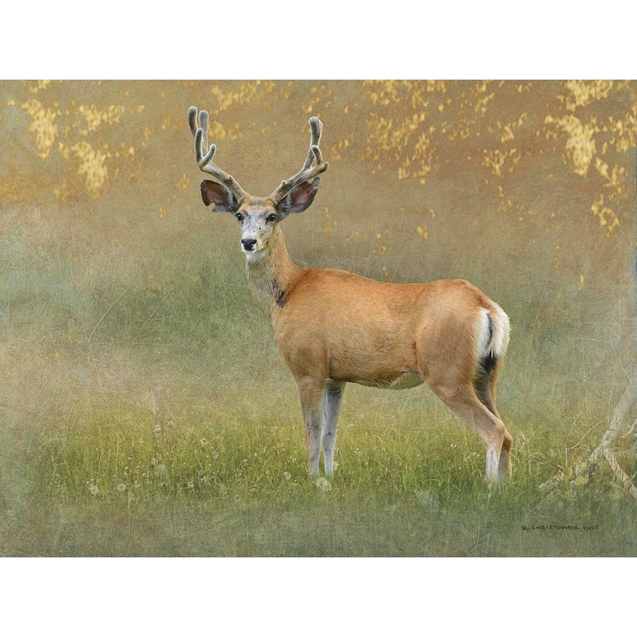 High Summer Velvet Buck Deer Poster Print - Chris Vest-VARPDX202177Z Image 1