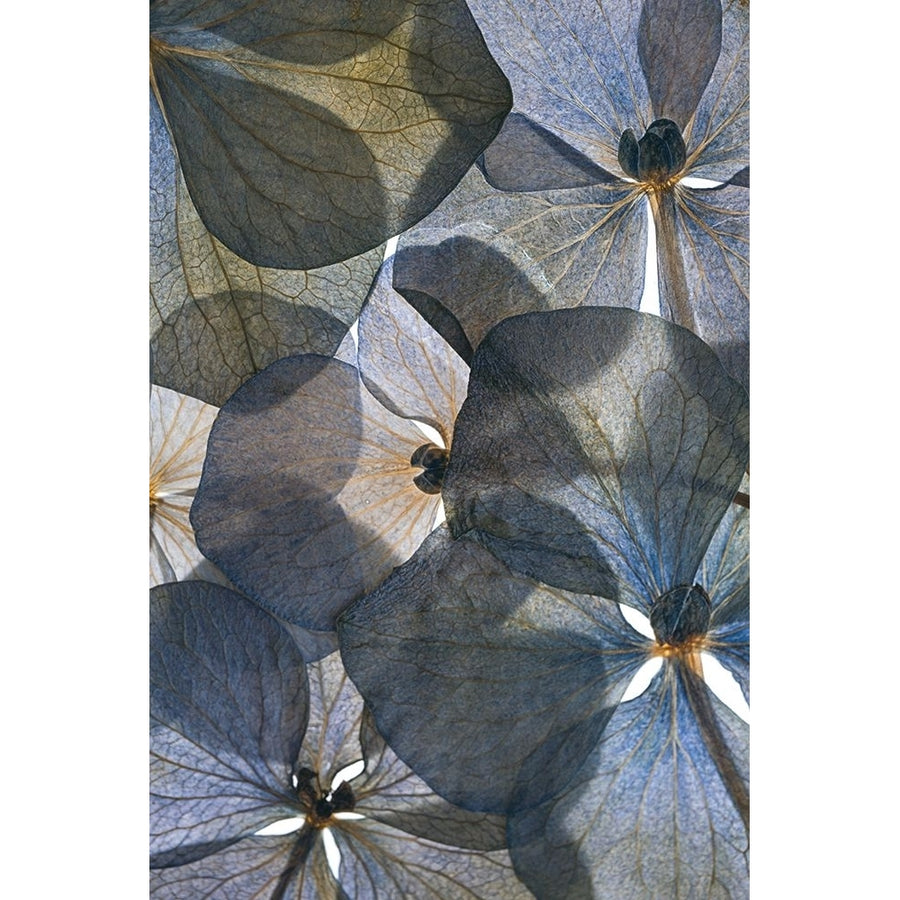 Botanical 26 Poster Print - Lenka-VARPDX2024512 Image 1