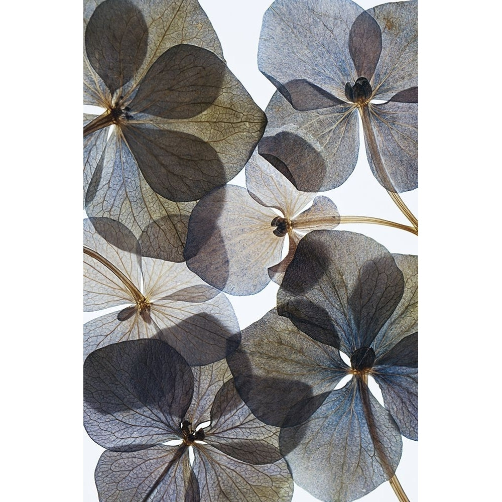 Botanical 21 Poster Print - Lenka-VARPDX2024486 Image 1