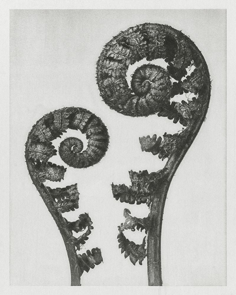 Blossfeldt Fern I Poster Print - Karl Blossfeldt-VARPDX202981Z Image 1