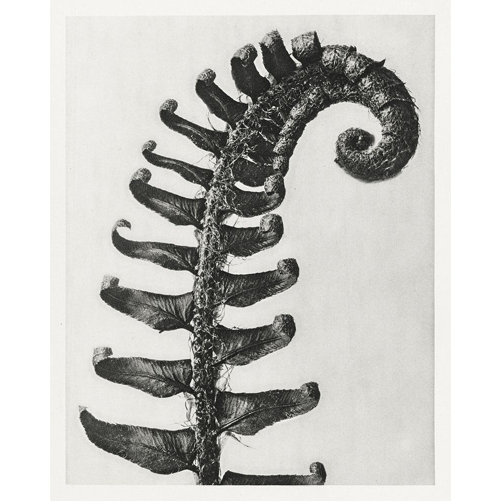 Blossfeldt Fern II Poster Print - Karl Blossfeldt-VARPDX202982Z Image 1