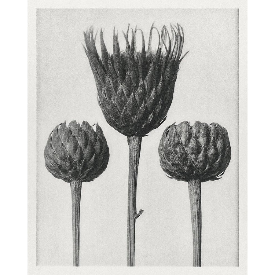 Blossfeldt Trio I Poster Print - Karl Blossfeldt-VARPDX203006Z Image 1