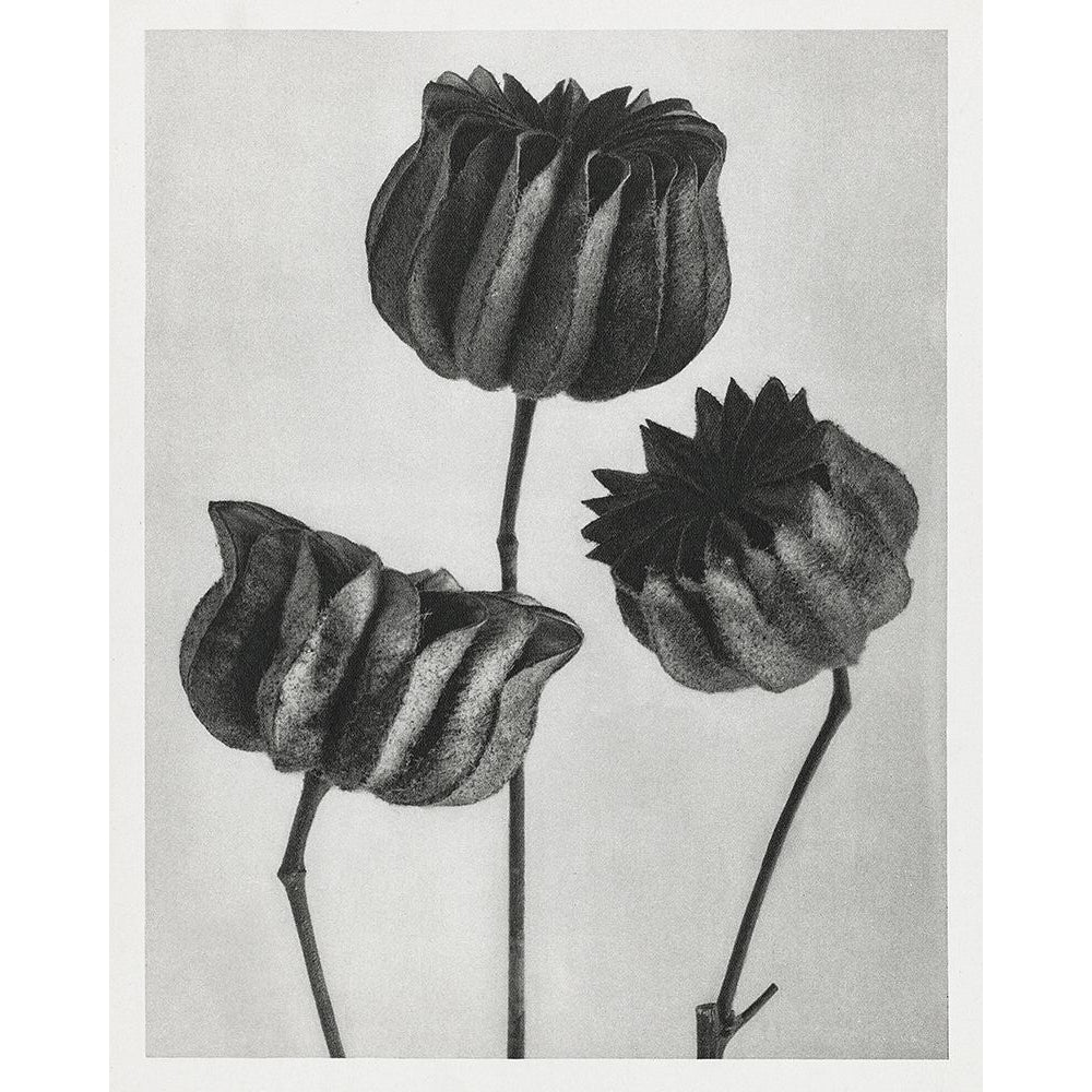 Blossfeldt Trio II Poster Print - Karl Blossfeldt-VARPDX203007Z Image 1