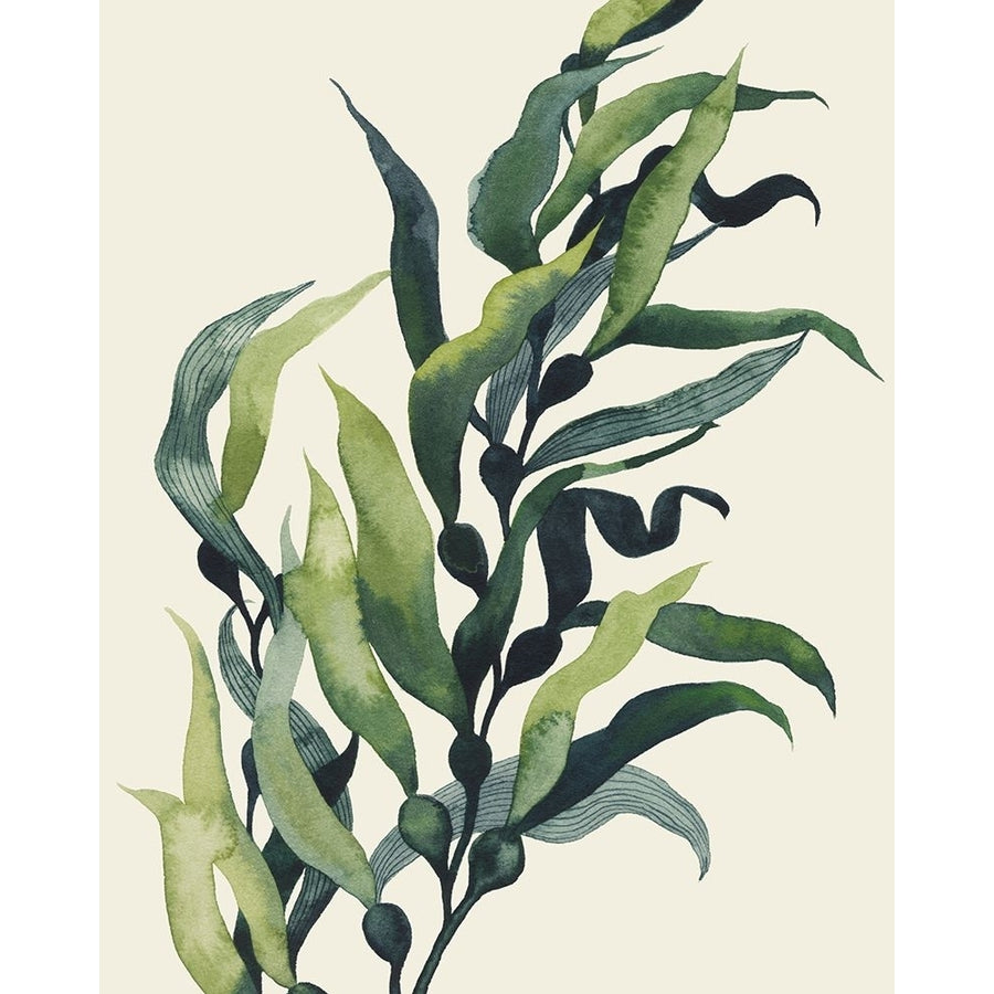 Through the Kelp II Poster Print - Grace Popp-VARPDX203017FN Image 1