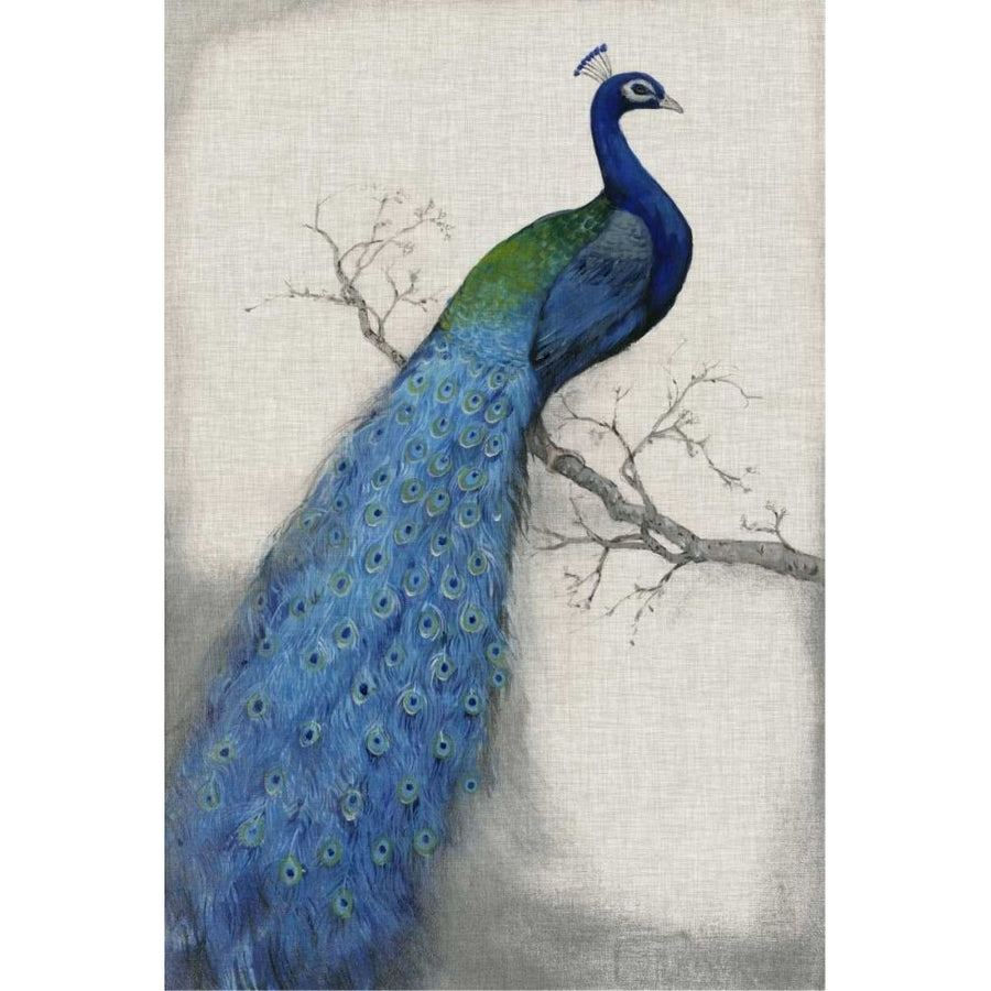 Peacock Blue I Poster Print - Tim OToole-VARPDX20302Z Image 1