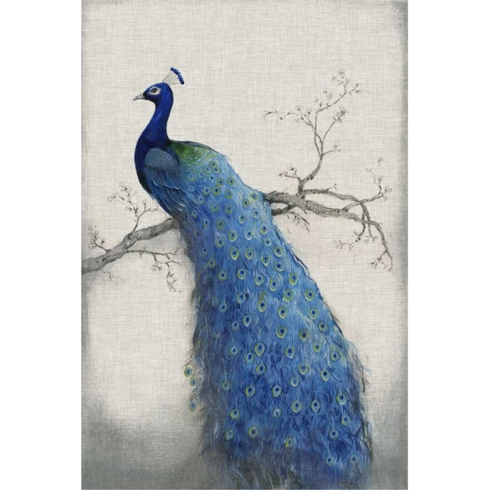 Peacock Blue II Poster Print - Tim OToole-VARPDX20303Z Image 1