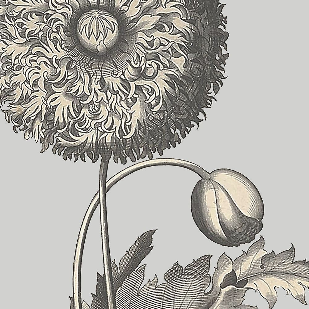 Besler Poppy Composition I Poster Print - Studio Vision-VARPDX203072Z Image 1