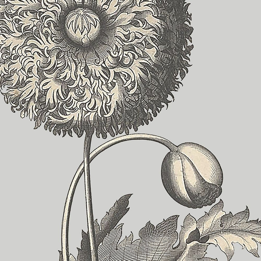 Besler Poppy Composition I Poster Print - Studio Vision-VARPDX203072Z Image 1