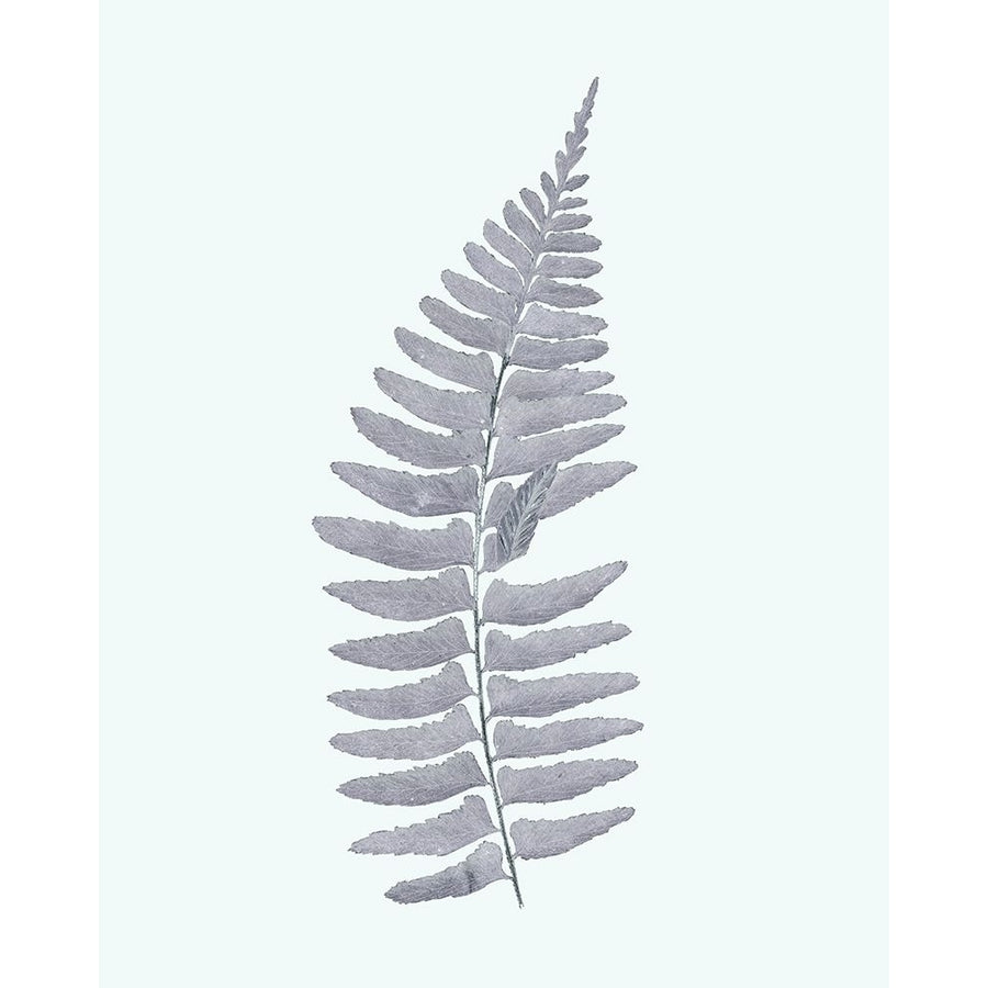 Antique Silver Ferns I Poster Print - Studio Vision-VARPDX203106Z Image 1