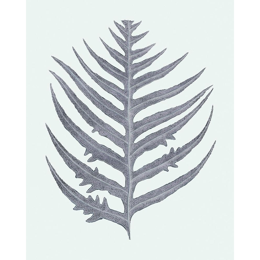 Antique Silver Ferns IV Poster Print - Studio Vision-VARPDX203109Z Image 1