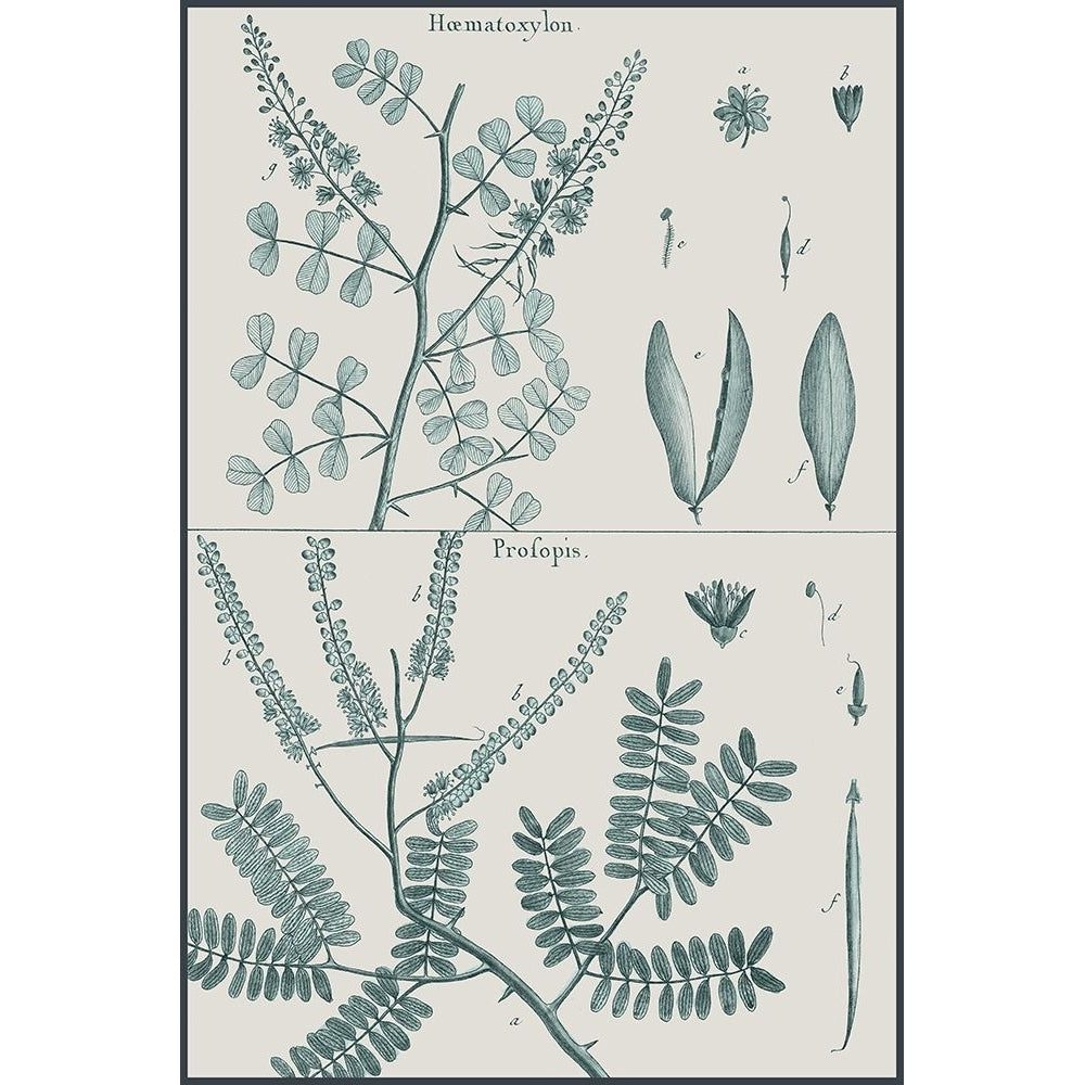 Antique Ferns Revival IV Poster Print - Dedirot-VARPDX203133Z Image 1