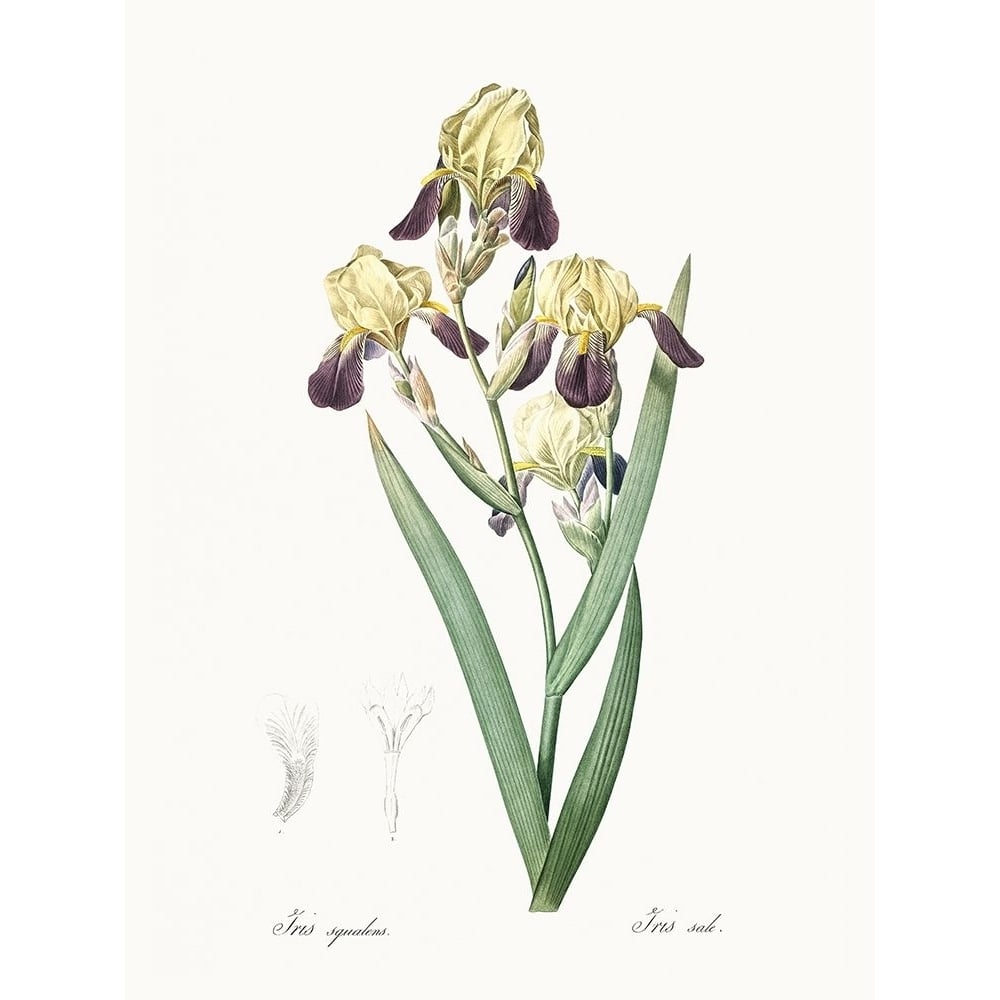 Delicate Iris IV Poster Print - Pierre Redoute-VARPDX203141Z Image 1