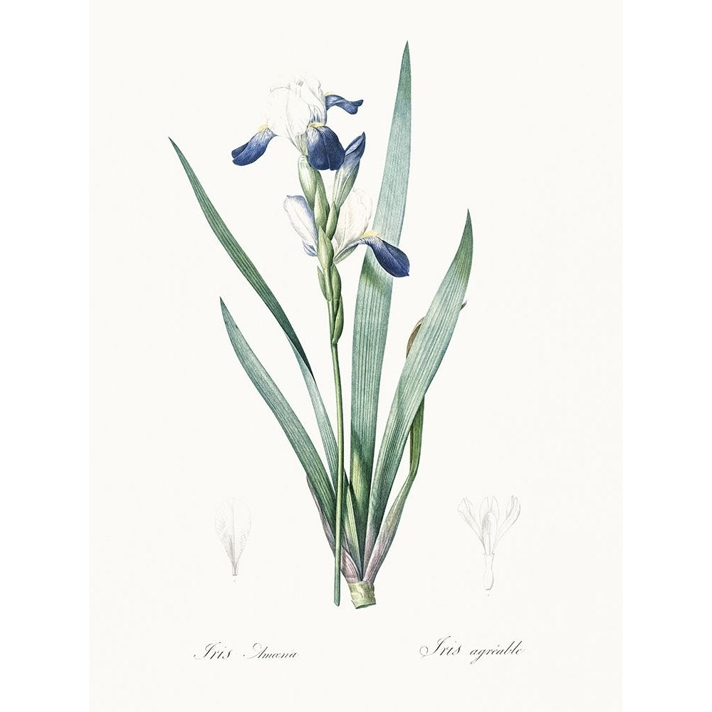 Delicate Iris II Poster Print - Pierre Redoute-VARPDX203139Z Image 1