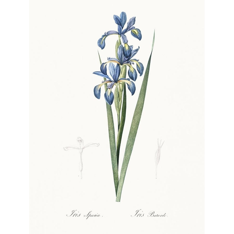 Delicate Iris I Poster Print - Pierre Redoute-VARPDX203138Z Image 1