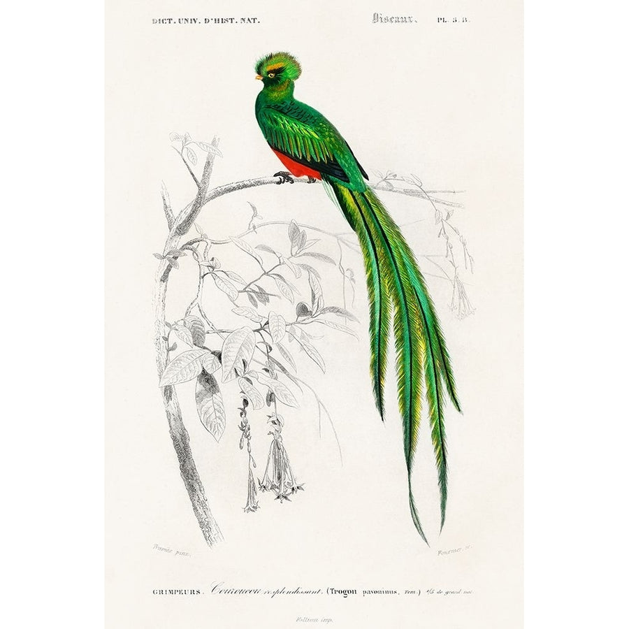 dOrbigny Exotic Bird III Poster Print - Pierre Redoute-VARPDX203156Z Image 1