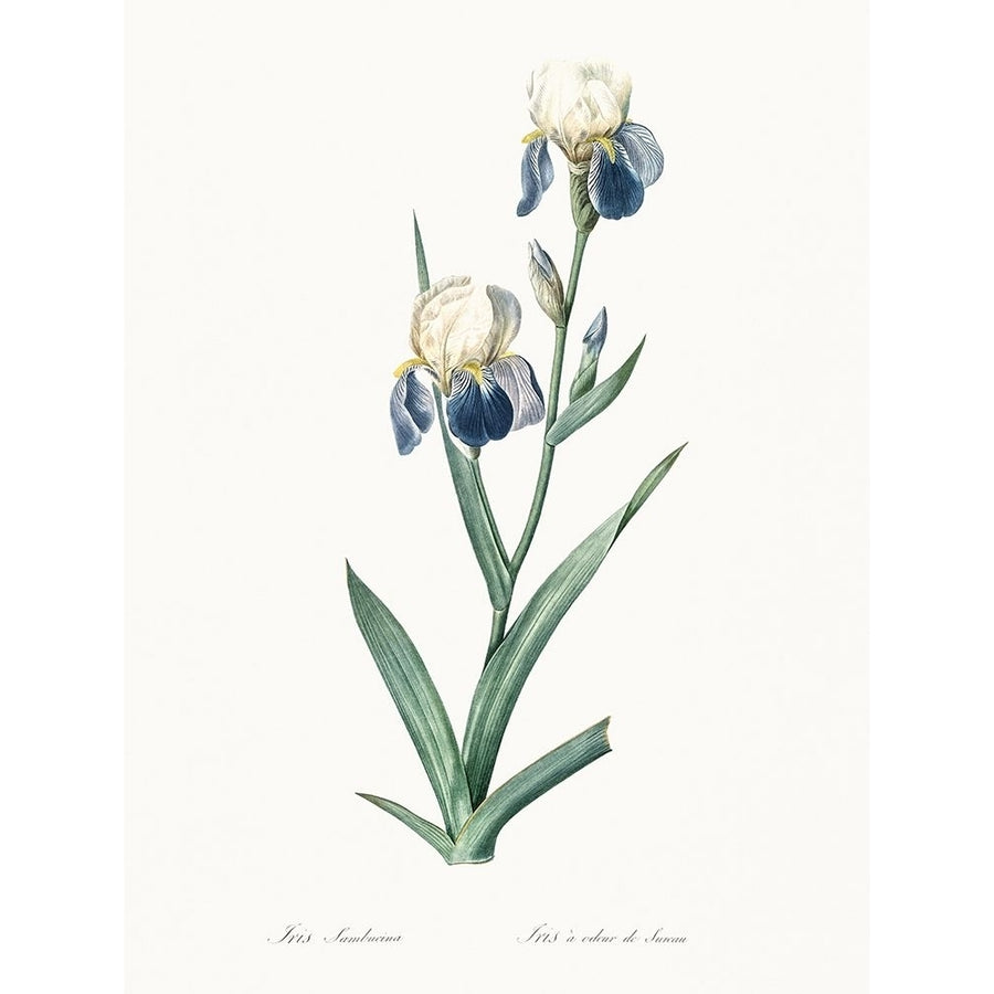 Delicate Iris VI Poster Print - Pierre Redoute-VARPDX203143Z Image 1