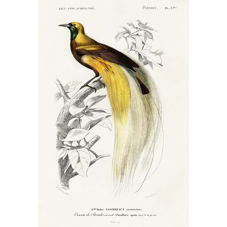 dOrbigny Exotic Bird I Poster Print - Pierre Redoute-VARPDX203154Z Image 1