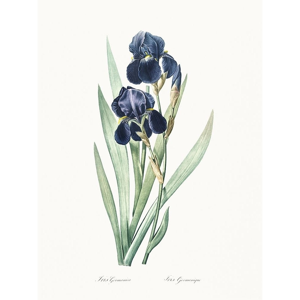 Delicate Iris VIII Poster Print - Pierre Redoute-VARPDX203145Z Image 1