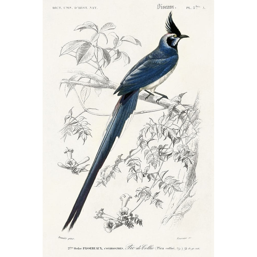 dOrbigny Exotic Bird IV Poster Print - Pierre Redoute-VARPDX203157Z Image 1