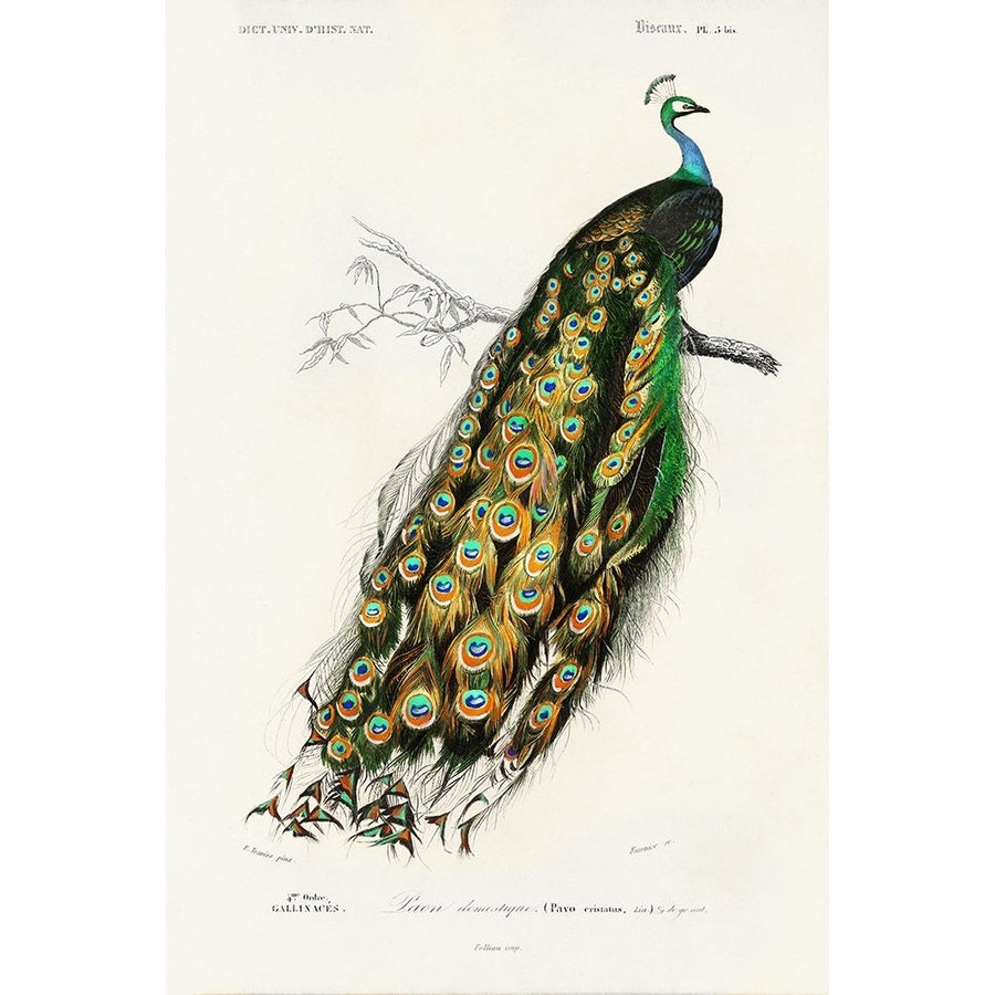 dOrbigny Exotic Bird II Poster Print - Pierre Redoute-VARPDX203155Z Image 1