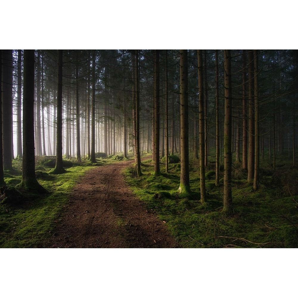 The forest Poster Print - Benny Pettersson-VARPDX2031664 Image 1