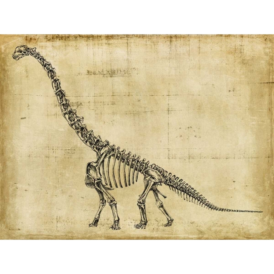 Brachiosaurus Study Poster Print - Ethan Harper-VARPDX20324Z Image 1