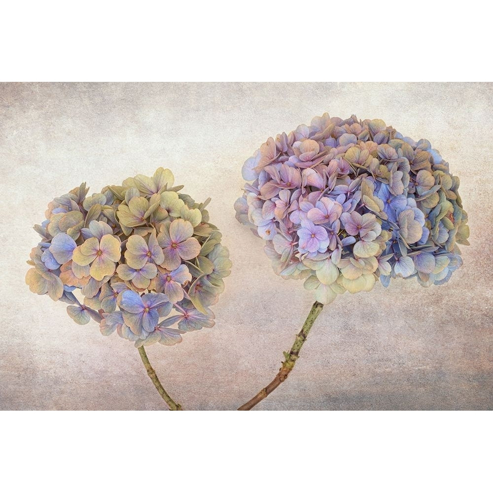 Hydrangea Poster Print - Ytje Veenstra-VARPDX2032766 Image 1