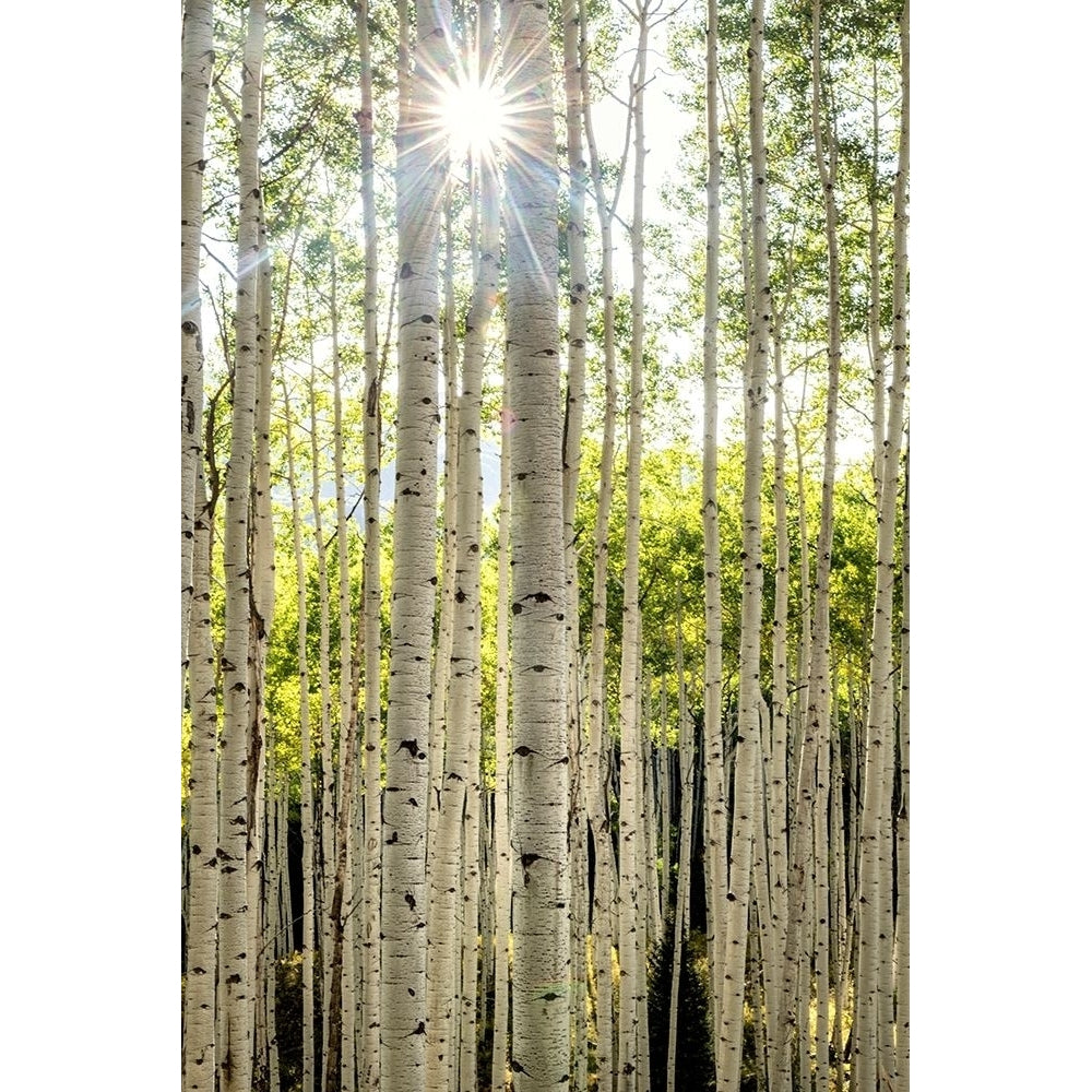 Aspen Trunks I Poster Print - Danny Head-VARPDX203416 Image 1