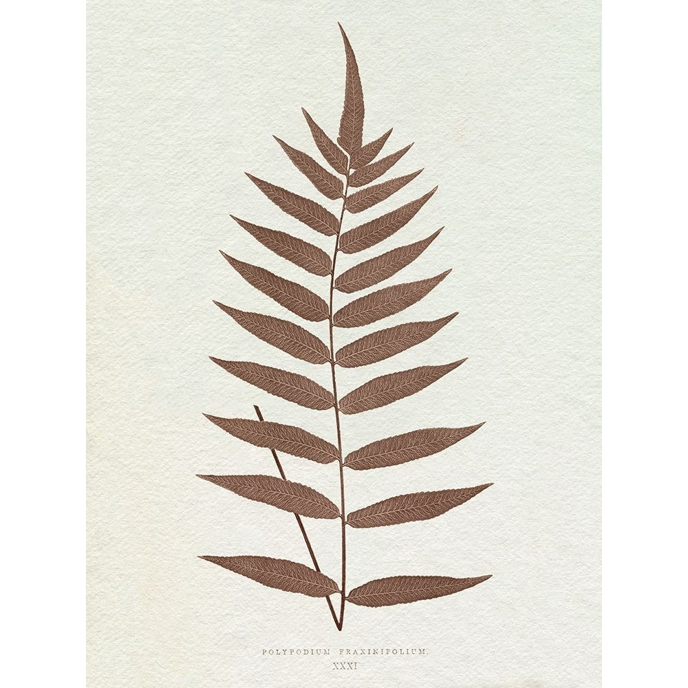 Lowe Sepia Fern III Poster Print - E.J. Lowe-VARPDX203485Z Image 1