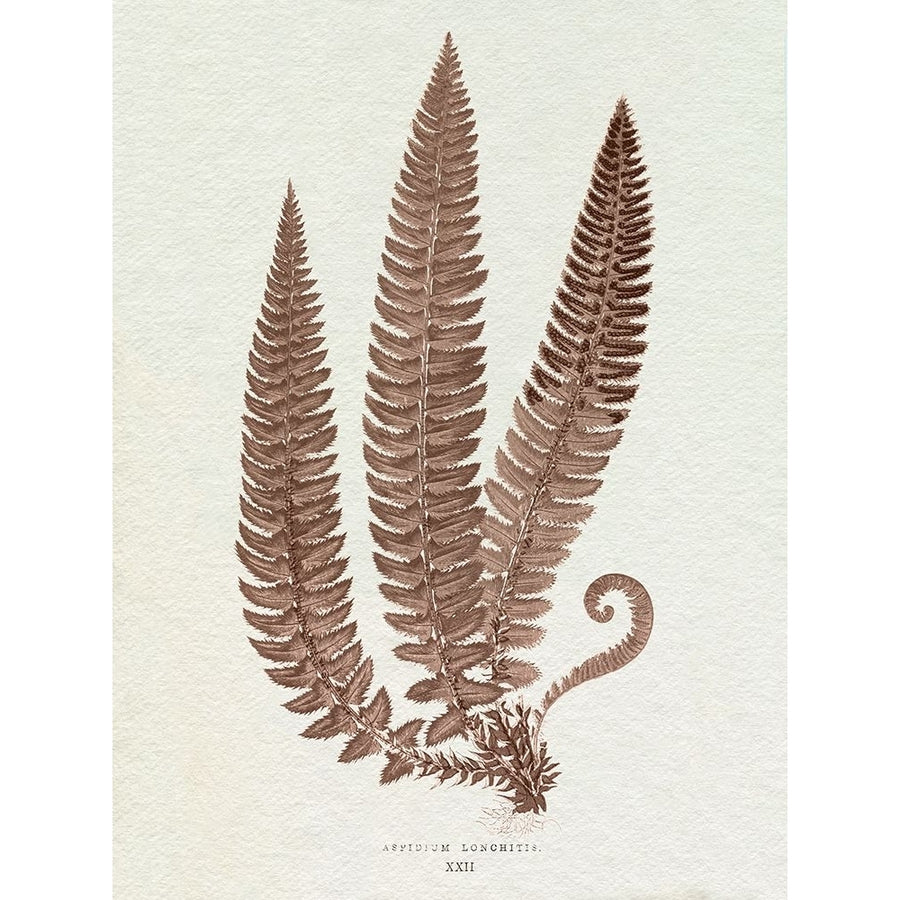 Lowe Sepia Fern V Poster Print - E.J. Lowe-VARPDX203487Z Image 1