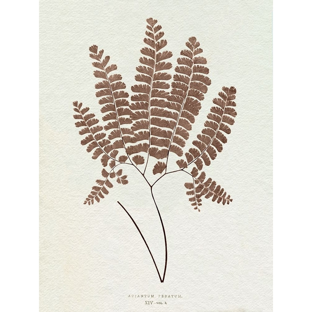 Lowe Sepia Fern IX Poster Print - E.J. Lowe-VARPDX203491Z Image 1