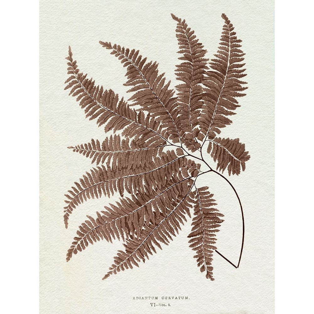 Lowe Sepia Fern II Poster Print - E.J. Lowe-VARPDX203484Z Image 1