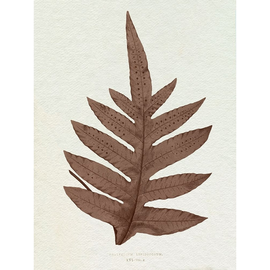 Lowe Sepia Fern IV Poster Print - E.J. Lowe-VARPDX203486Z Image 1