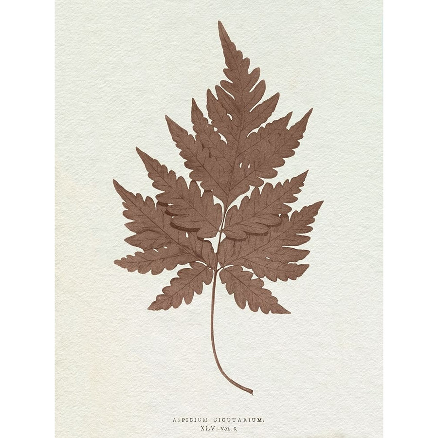 Lowe Sepia Fern VII Poster Print - E.J. Lowe-VARPDX203489Z Image 1